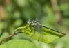 237880 – Photo : pierre juliand – France (07)